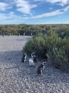 pinguinos de magallanes isla de los pajaros turismo santa cruz