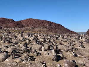 isla pinguino magallanes